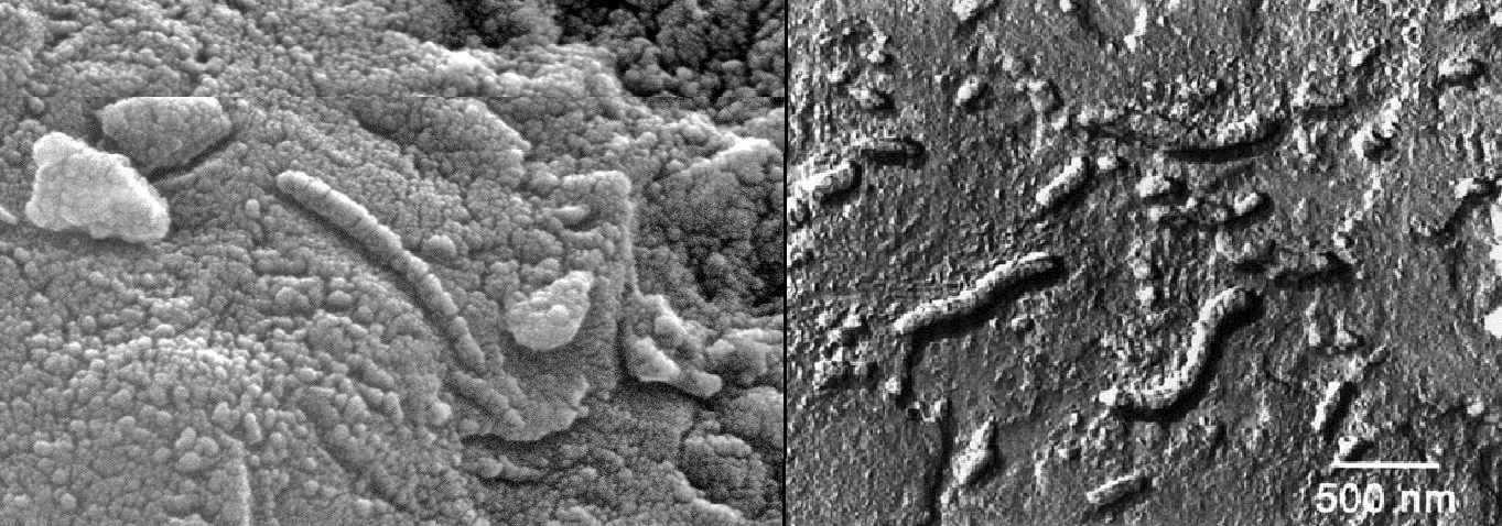 Обнаруженные в 1996 году в марсианском метеорите ALH 84001 карбонатные глобулы, содержащие органические молекулы, долгое время были центром дискуссии о возможном существовании жизни на древнем Марсе Изучив тонкие поперечные спилы этих глобул, ученые устан