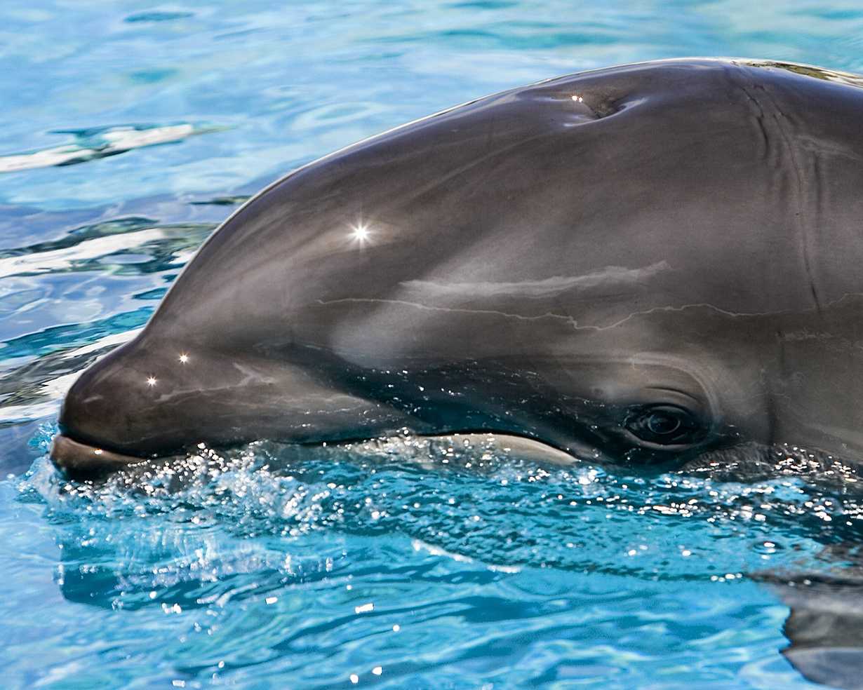 Как дельфины спят: фото и интересные факты. интересная информация: как спят дельфины и дышать ли? где спят дельфины