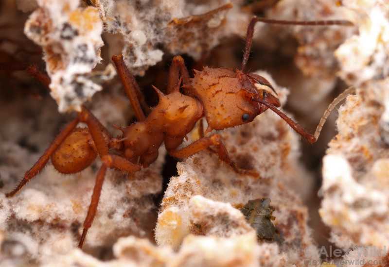Как вывести муравьев-древоточцев из дома и с участка