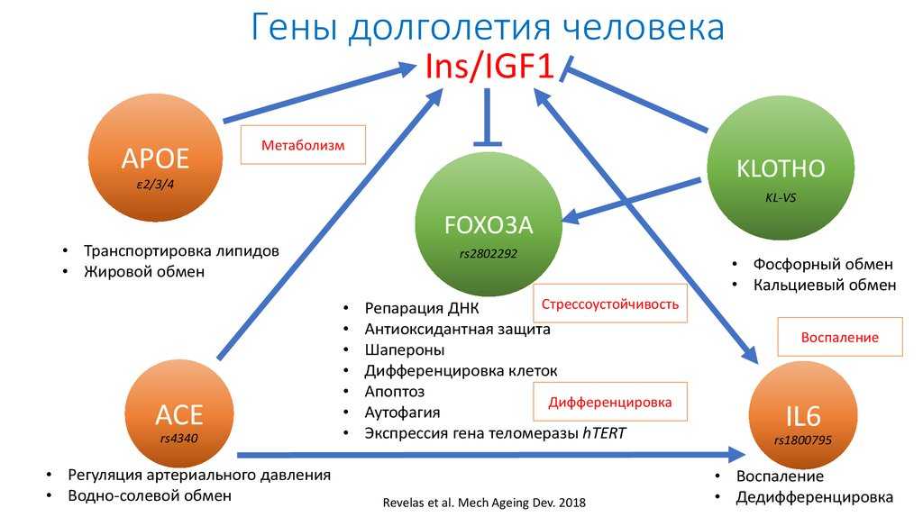 Клото ген - frwiki.wiki