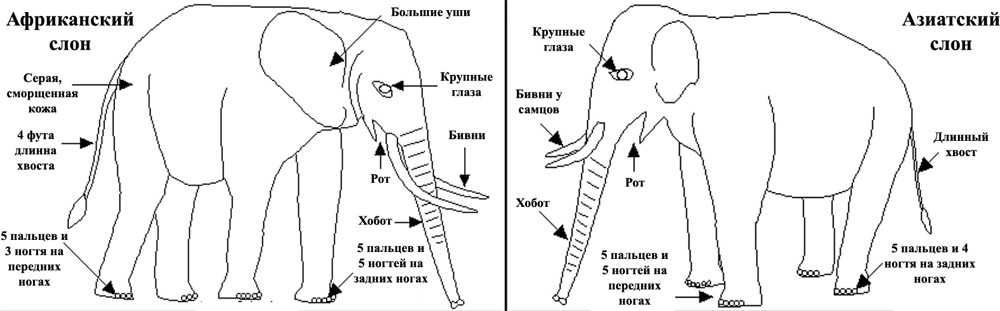 По какому морфологическому признаку изображенное на рисунке животное относится к млекопитающим