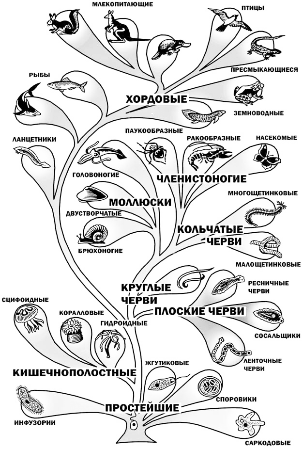 Филогенетическое дерево | virtual laboratory wiki | fandom