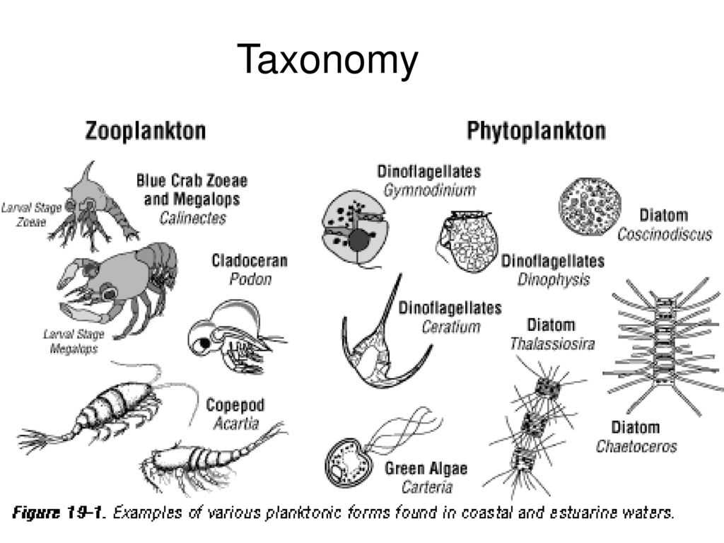 Интересные факты о планктоне: где обитает, как выглядит | интересный сайт