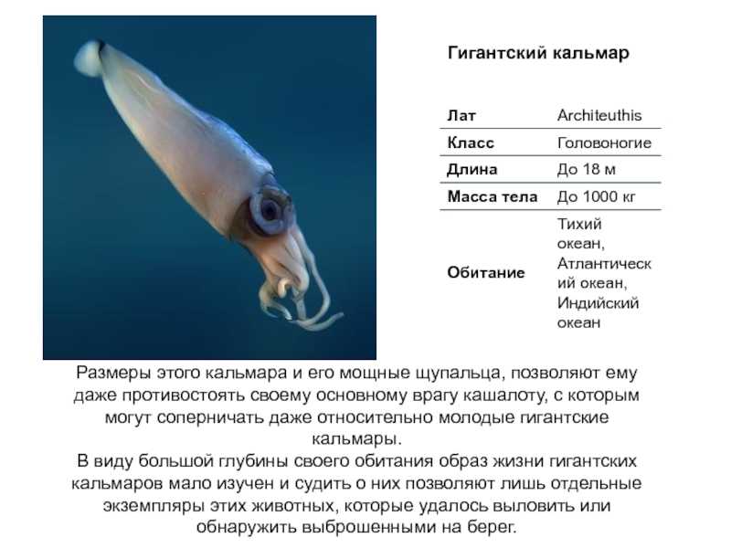 Самые большие кальмары в мире достигают 14-метровой длины. почему мало кто видел их живыми?