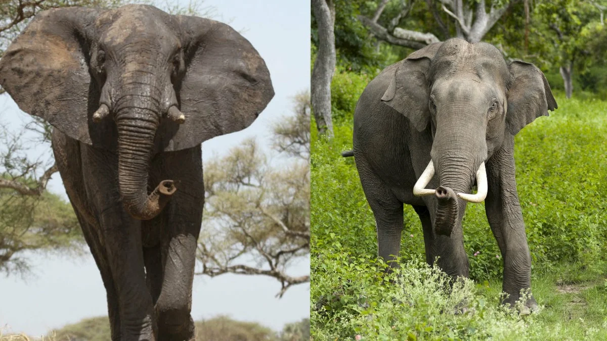 Слоны индийские и африканские сравнение | что говорят насекомые