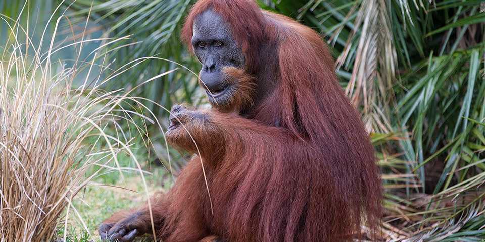 Орангутан (pongo): фото, виды, интересные факты, где обитают в дикой природе, сколько живут