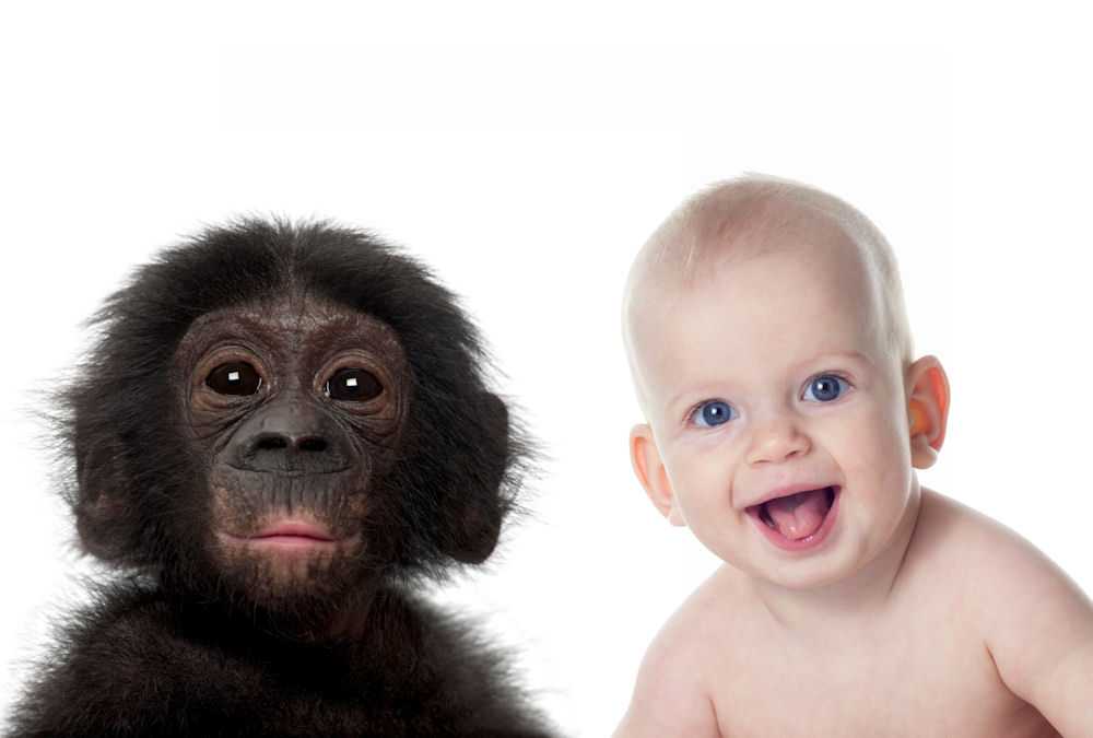 Шимпанзе отличается от человека. Обезьяна с малышом. Человек примат. Шимпанзе и человек.