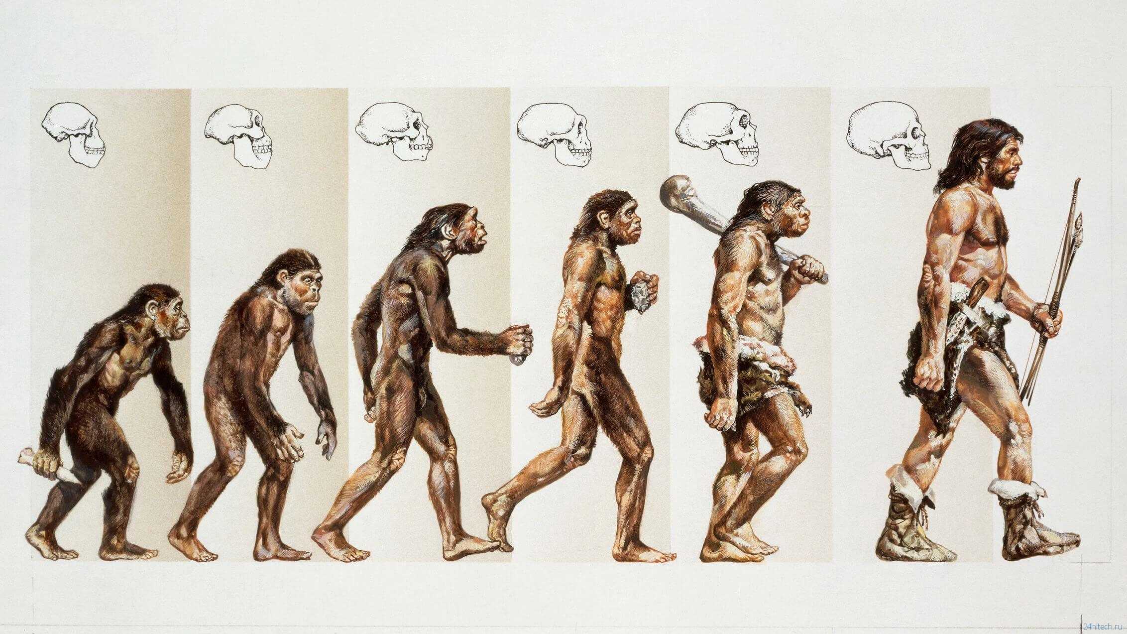 Основные этапы эволюции человека. древнейшие, древние и первые современные люди