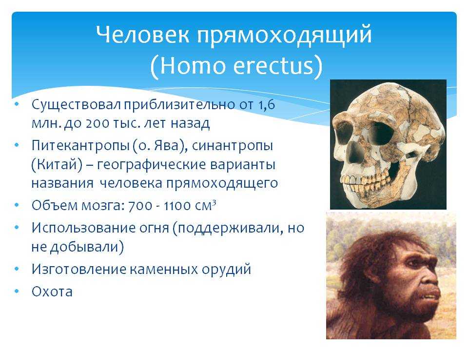 Homo erectus: происхождение, характеристика, диета, череп