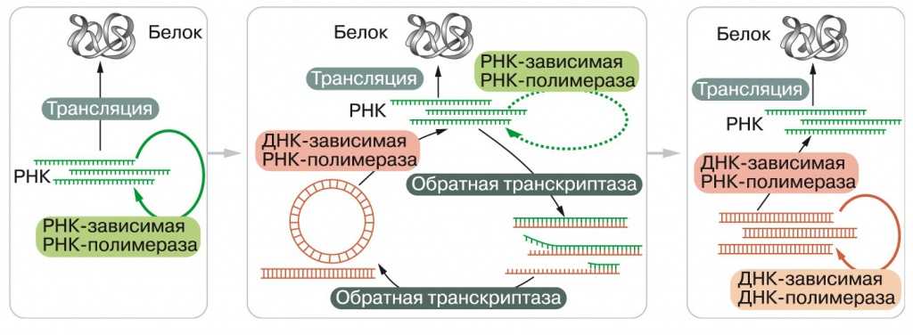 Происхождение белкового синтеза и генетического кода / биогенез // михаил никитин