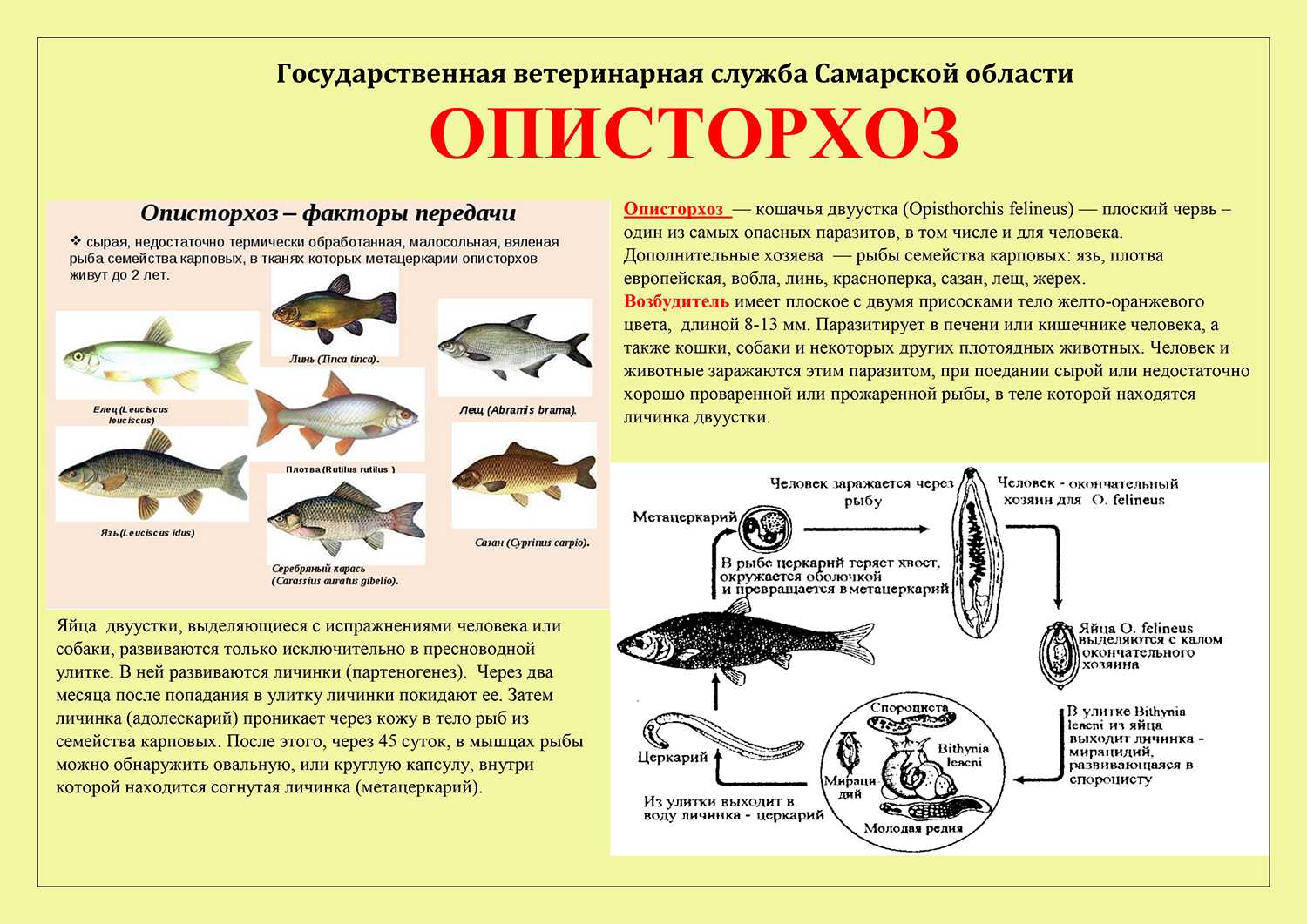 Житель сша искупался в озере и умер от пожирающего мозг паразита. возможно ли такое в россии? - hi-news.ru