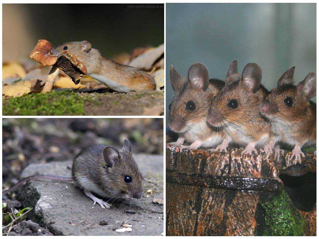 Разновидности мышей фото и названия полевок