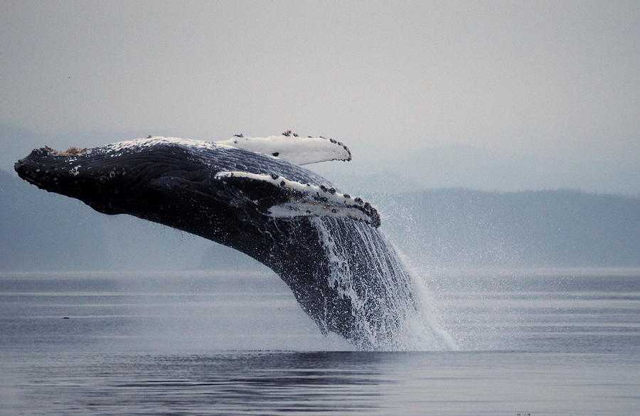 Когда можно самостоятельно увидеть китов в териберке: отзывы, экскурсии