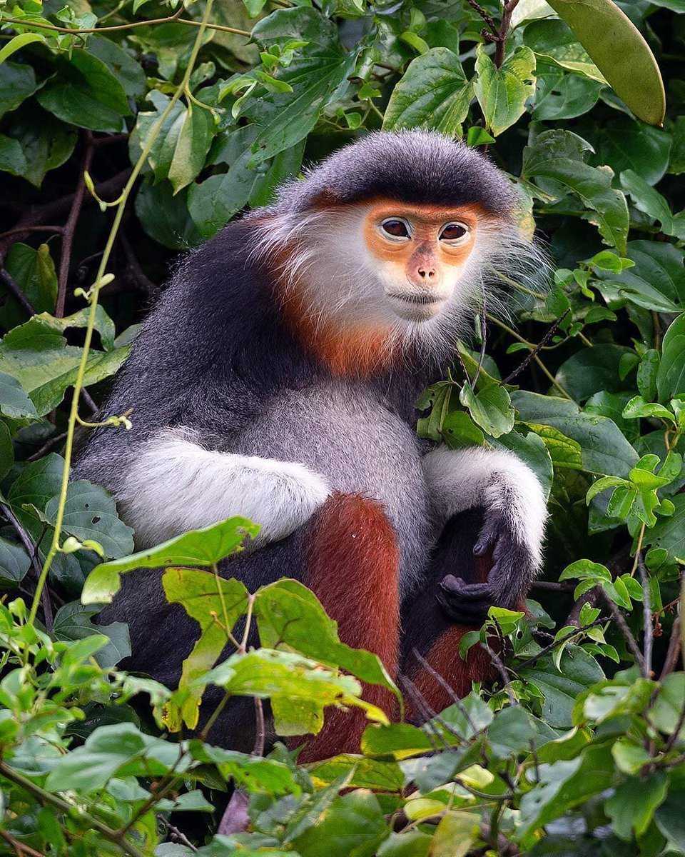 Орангутан - где обитает, виды и фото, красная книга, как пишется правильно