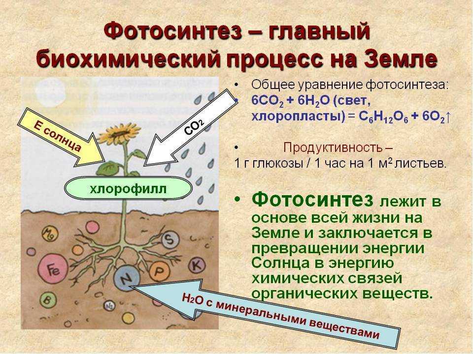 Вещество х в схеме превращений происходящих в природе углекислый газ х крахмал