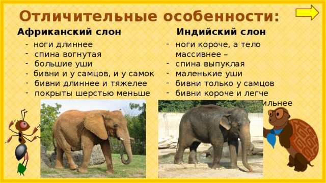 Слон: все самое интересное о его повадках и образе жизни