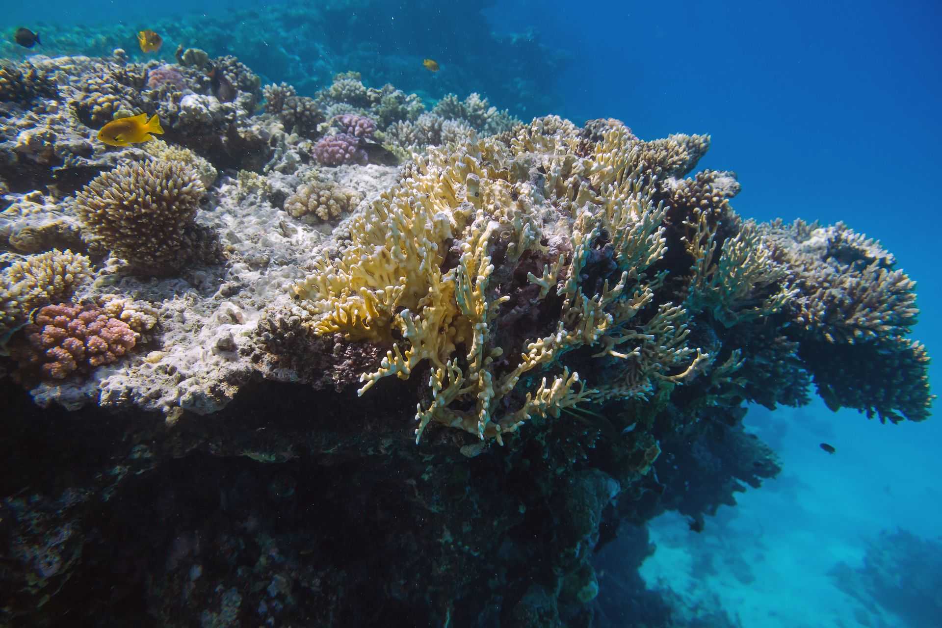 Кораллы древнее египетских пирамид. кораллы обесцвечиваются из-за утраты взаимопонимания
