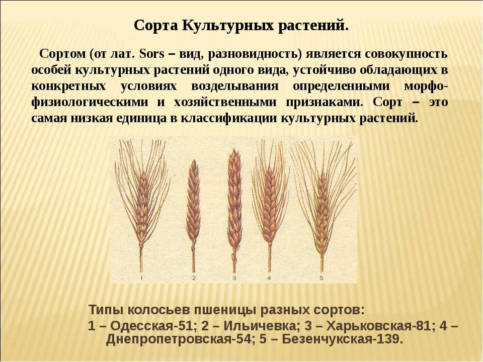 Какой тип системы у пшеницы. Различные сорта пшеницы. Мягкие сорта пшеницы. Современные сорта пшеницы. Виды Колоса пшеницы.