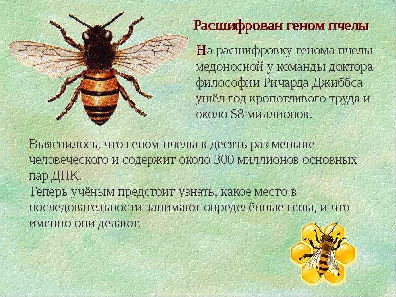 Ученые узнали подробности о пчелах, которые едят мясо животных - hi-news.ru