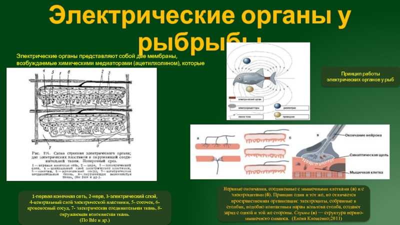 Электрические органы