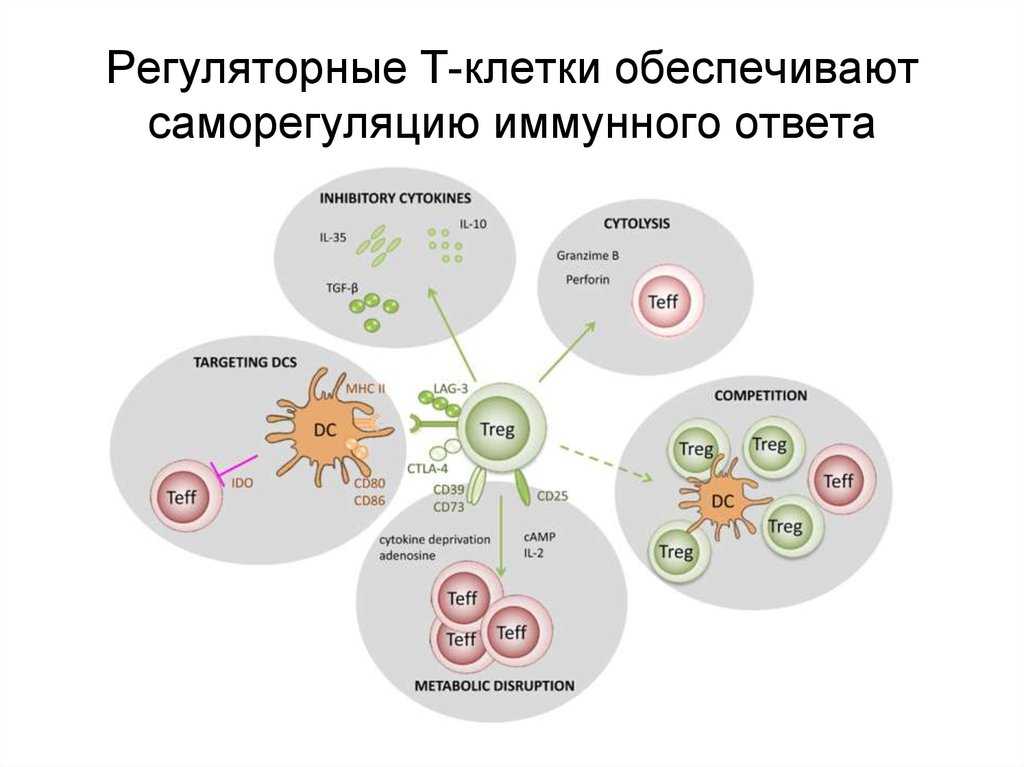 Регуляторные т-клетки - миротворцы иммунной системы