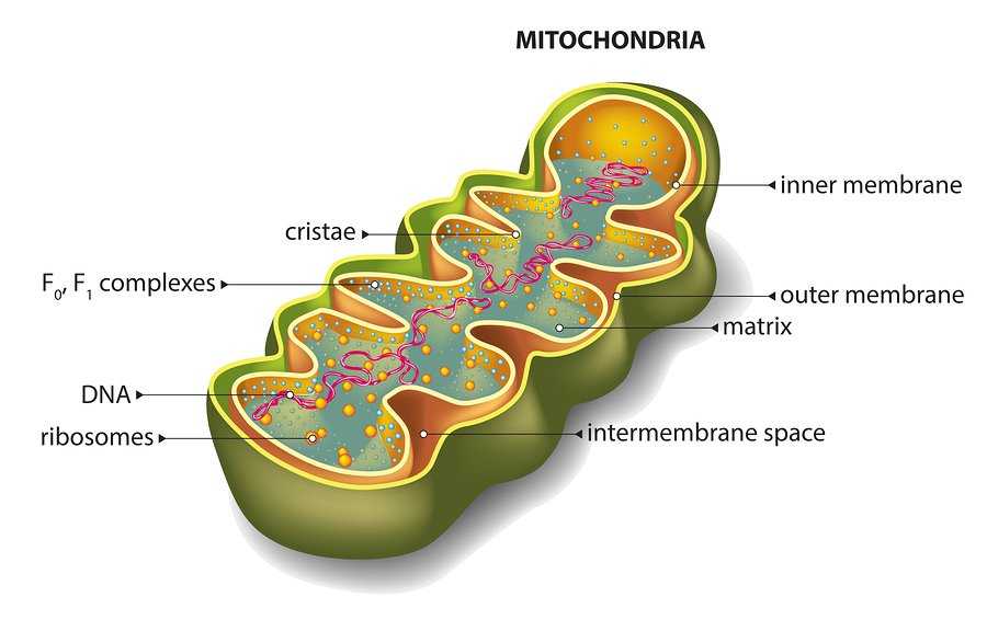 Ученые из Чехии и Канады исследовали одноклеточный эукариотический организм Monocercomonoides, утерявший в ходе эволюции митохондрии У него не обнаружено ни митохондриальных, ни ядерных генов, связанных с основной функцией митохондрии — окислением кислоро