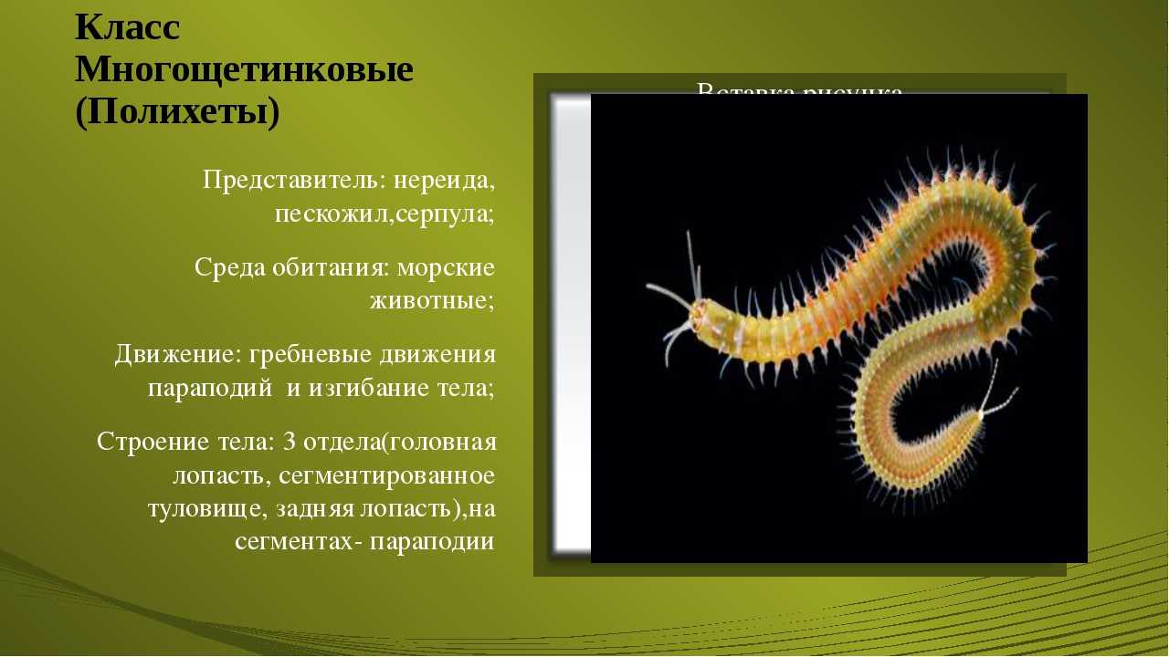 Систематические группы кольчатых червей