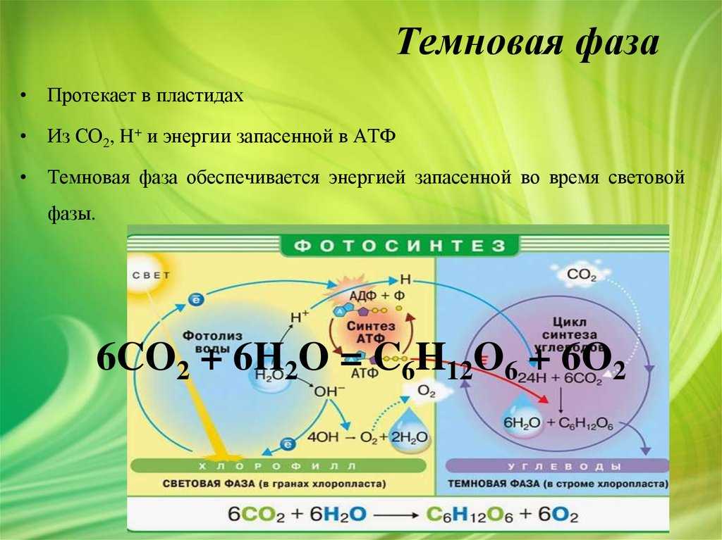 Суммарное уравнение фотосинтеза условия фотосинтеза