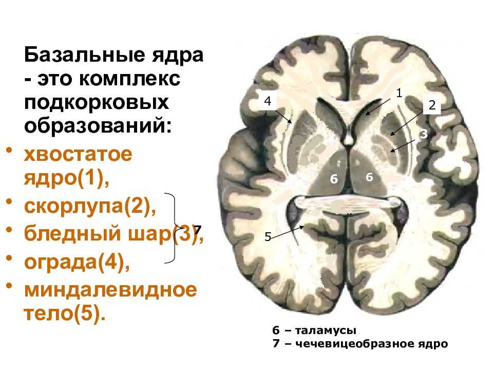 Схема базальных ядер головного мозга