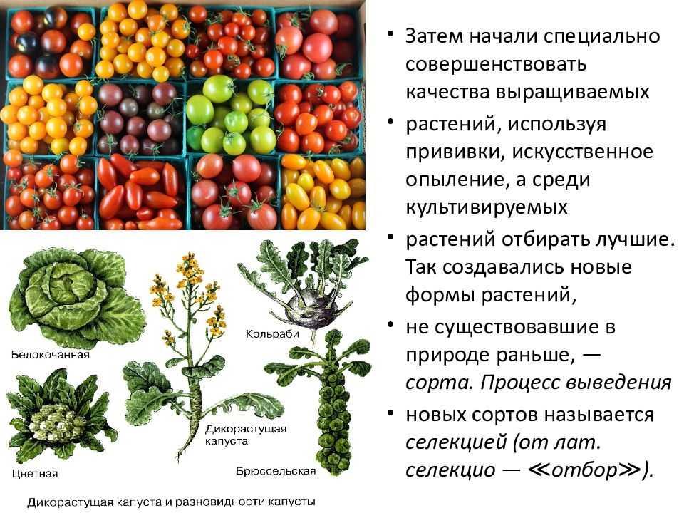 Сорта культурных растений примеры