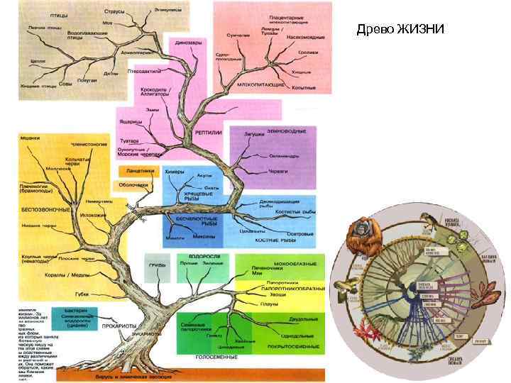 Язык древо жизни на земле рязань 2024. Эволюционное дерево. Эволюционное Древо жизни. Древо развития жизни на земле. Эволюционное дерево жизни.