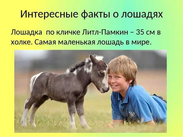 Интересные факты о лошадях для детей. 41 факт о лошади