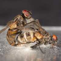 Яйца и личинки мух: как происходит развитие опарышей и чем они опасны