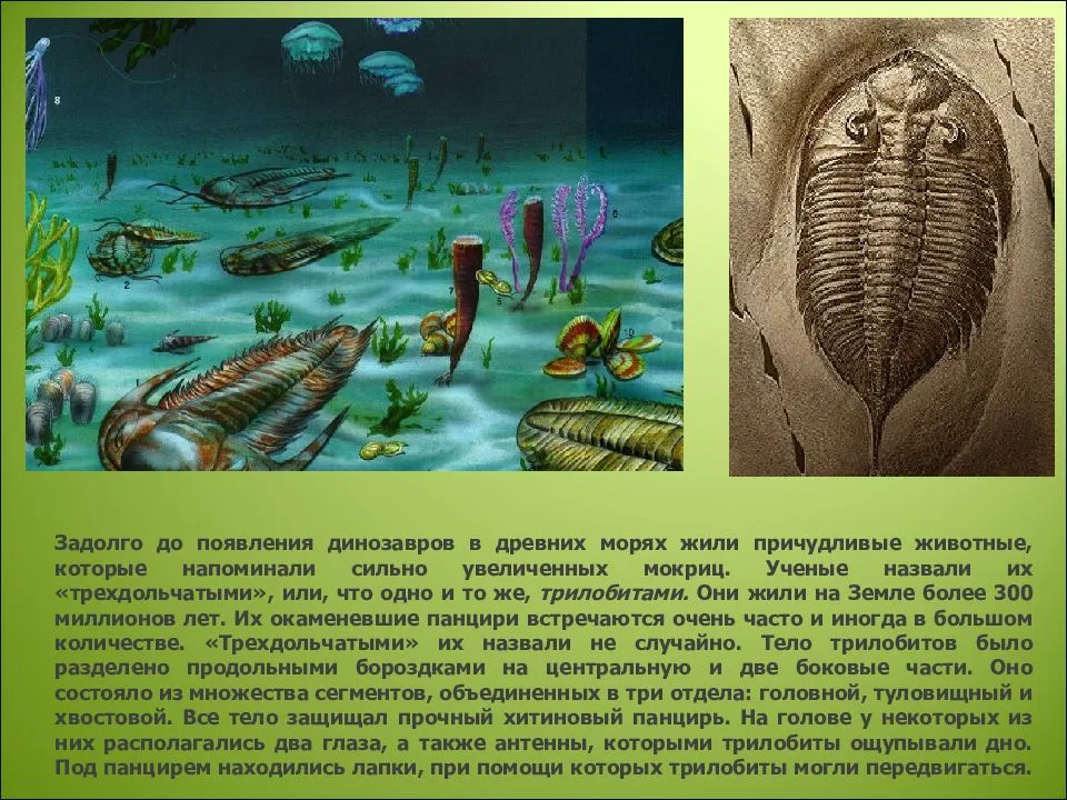 Ученые нашли самого первого хищника на земле возрастом 560 миллионов лет - hi-news.ru