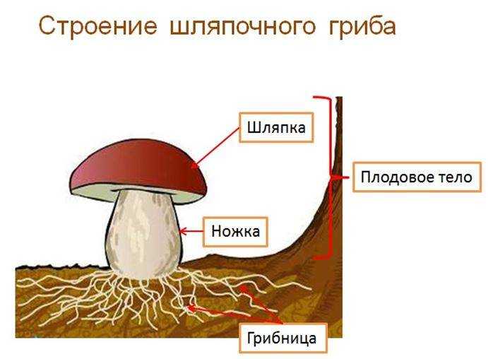 Из чего состоит белый гриб. Строение шляпочного гриба мицелий. Строение белого гриба рисунок схема. Строение гриба с грибницей. Шляпочный гриб рисунок.