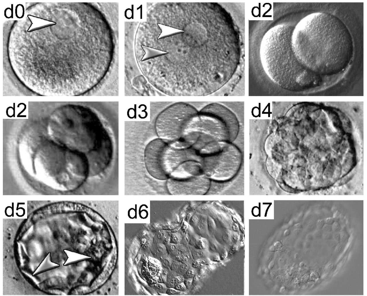 Развитие эмбриона по дням - клиника «к+31»