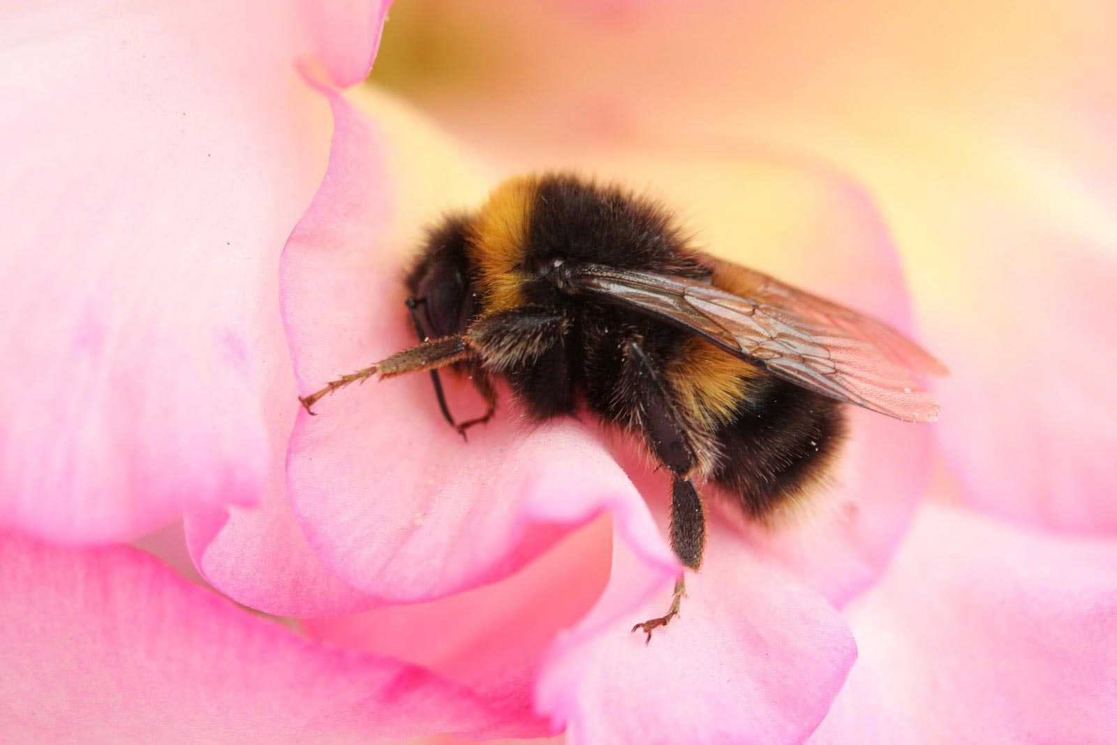 Ученые узнали подробности о пчелах, которые едят мясо животных - hi-news.ru