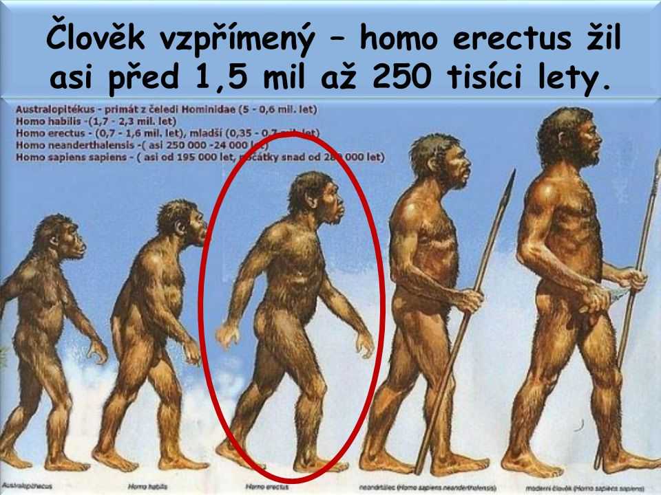 Homo erectus происхождение, характеристика, кормление, черепная емкость / история | thpanorama - сделайте себя лучше уже сегодня!