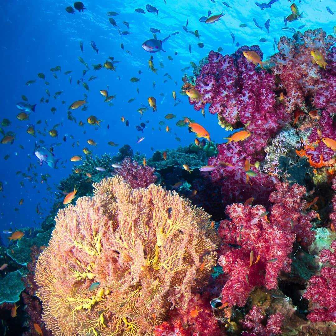 Почему вымирают коралловые рифы и как с этим бороться? что убивает рифы и как люди пытаются это остановить — нож