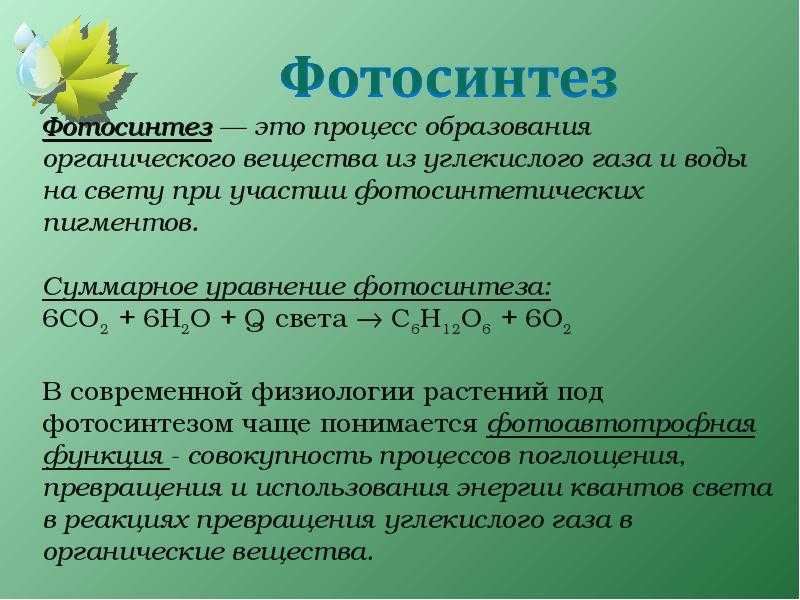 Процесс фотосинтеза: определение, фазы, условия и значение — природа мира