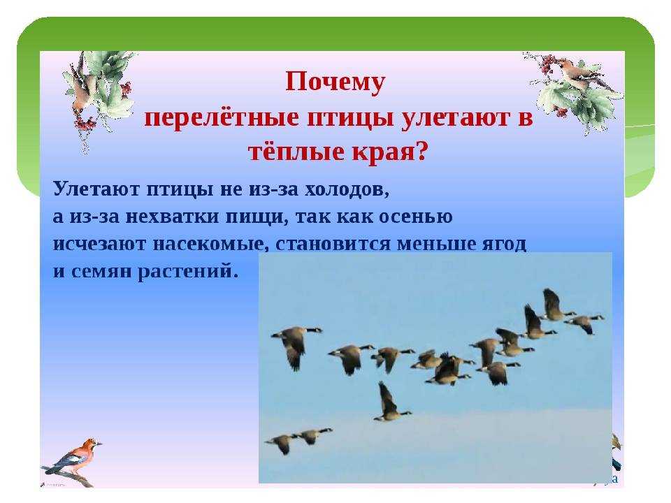 Перелетные птицы россии и мира – список фото с названиями | какие птицы улетают на юг в теплые края зимовать