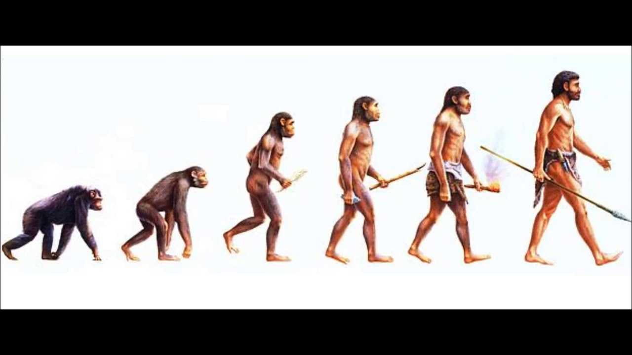 Прямой предок человека. Эволюция человека от обезьяны. Эволюция человека от обезьяны название. Эволюция человека от других животных. Эволюция человека в будущем.