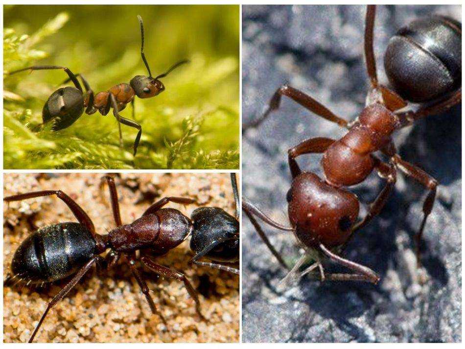 Новосибирские биологи показали, что эффективность разведения муравьями тлей зависит от разделения труда в муравьиной семье