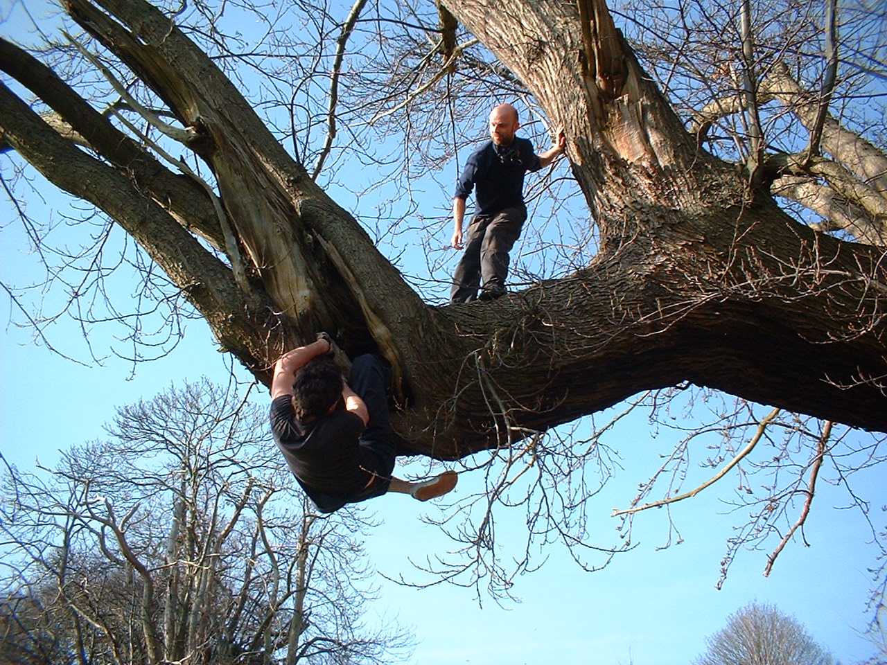 Can you climb a tree. Лазать по деревьям. Лазание по деревьям. Дети лазят по деревьям. Лазать на дерево.