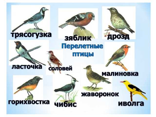 Певчие птицы в доме: кого выбрать и как содержать