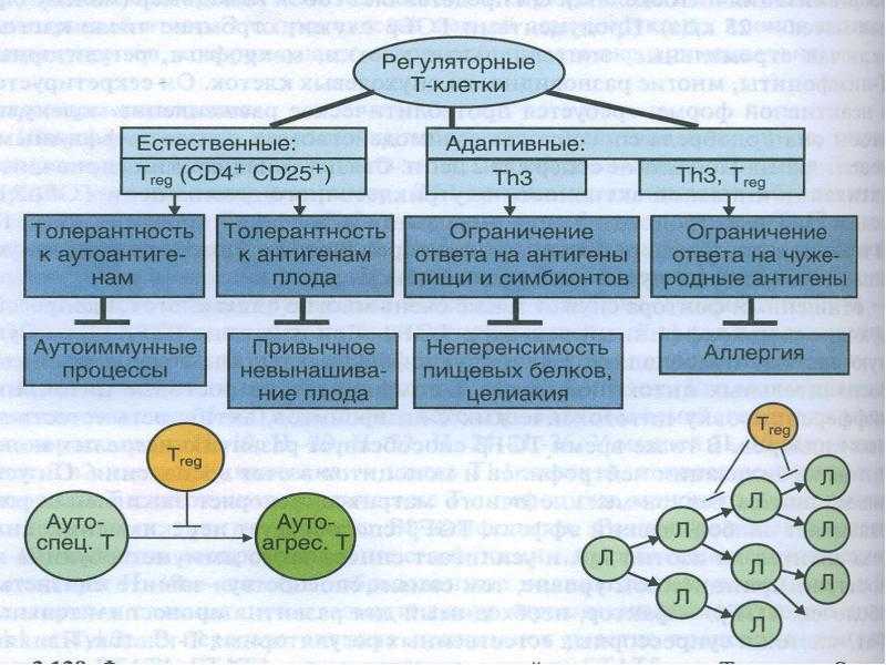 Белок Wnt придает полярность и способность к направленному движению не только клеткам развивающегося эмбриона или регенерирующей конечности, но и раковым клеткам Эксперименты показали, что он оказывает поляризующее воздействие на клетки, даже если они не
