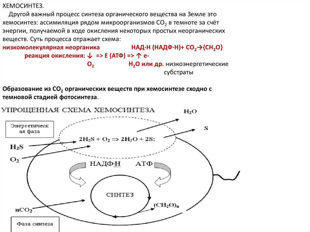 § 22-1. темновая фаза фотосинтеза. значение фотосинтеза. хемосинтез: темновая фаза фотосинтеза