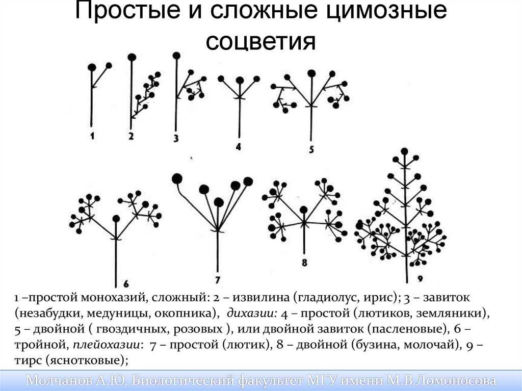 Транскриптом арабидопсиса - vechnayamolodost.ru