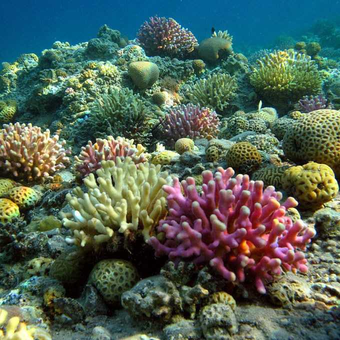 Карл у клары украл кораллы. что убивает рифы и как люди пытаются это остановить