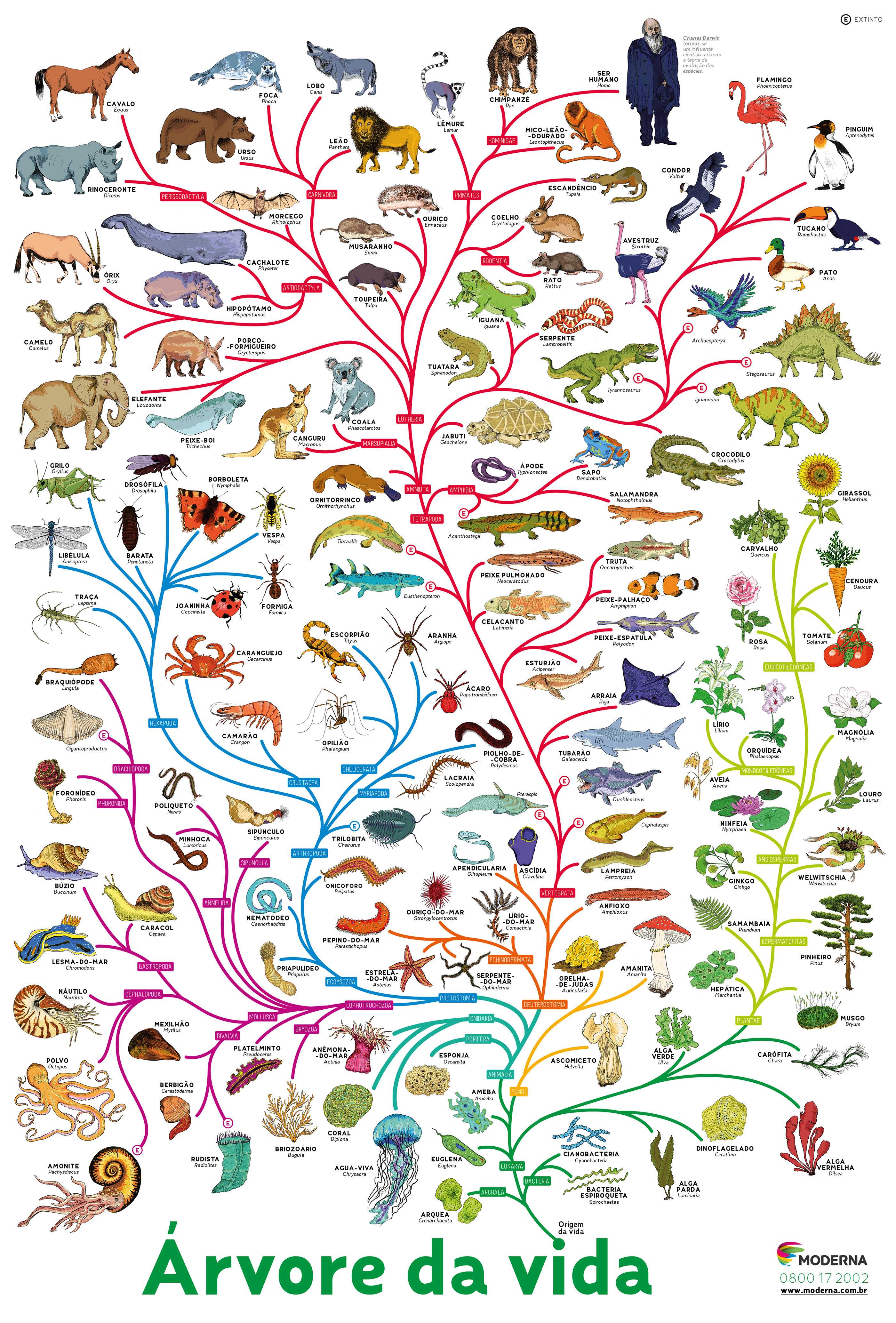 Ход эволюции животного мира и этапы развитие животных на земле — природа мира